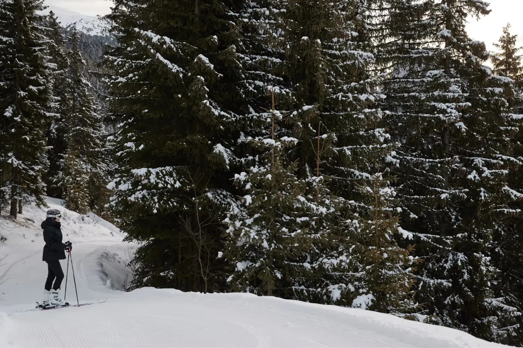 Forestis activities 14