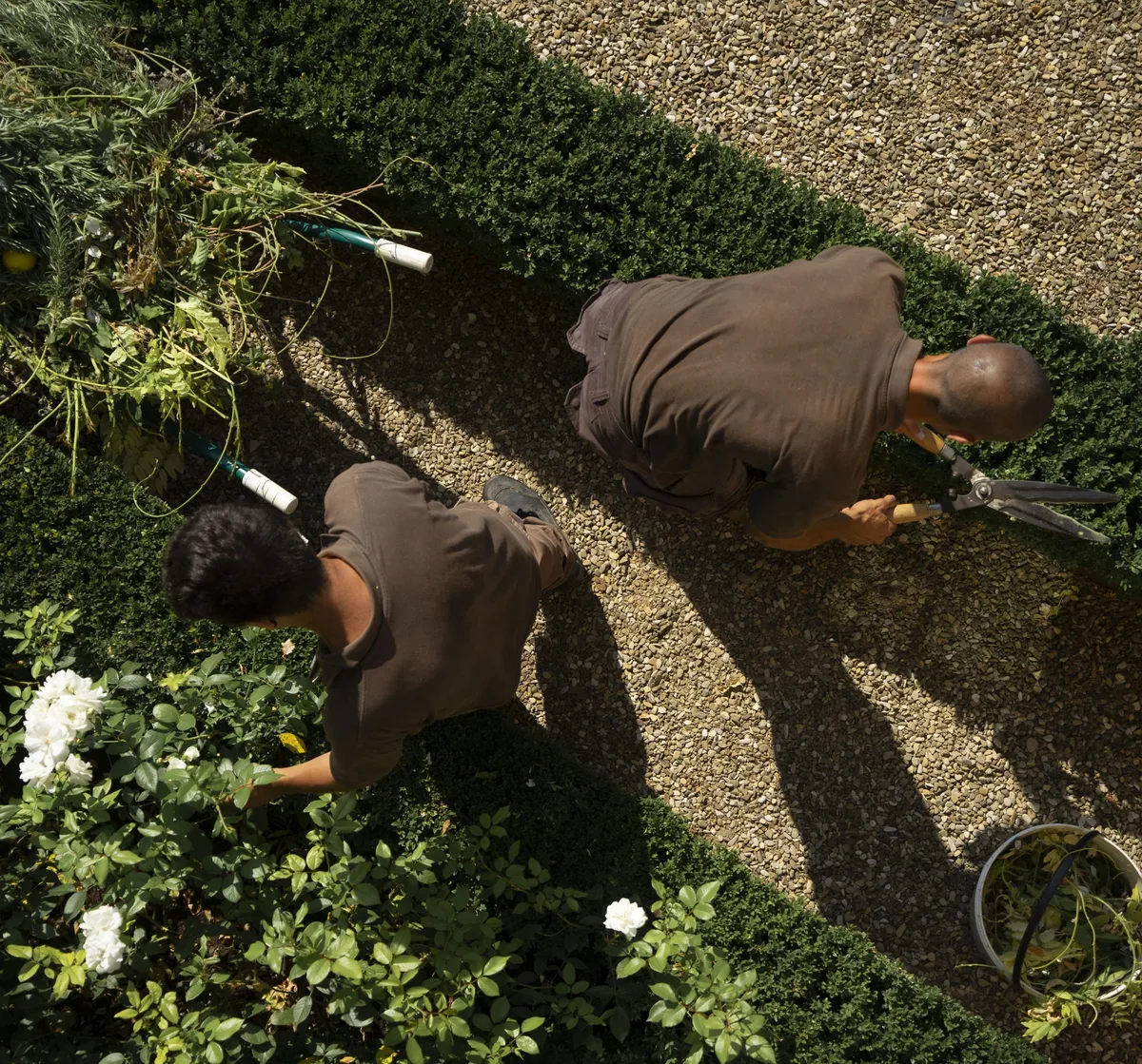 An aerial view of two gardeners pruning flowering hedges along a gravel path