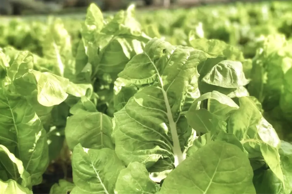 Rows of fresh produce plants growing in afternoon sunlight on the estate’s organic grounds