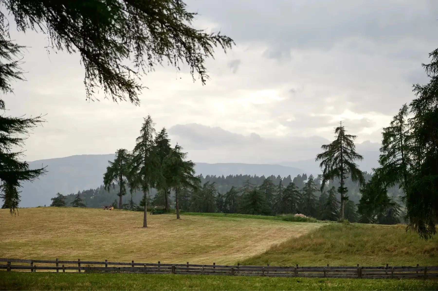 Alpine meadow with trees and distant Dolomite peaks under overcast sky