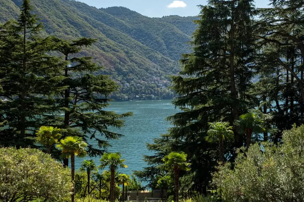 Forested landscape with lake vista framed between tall evergreen trees