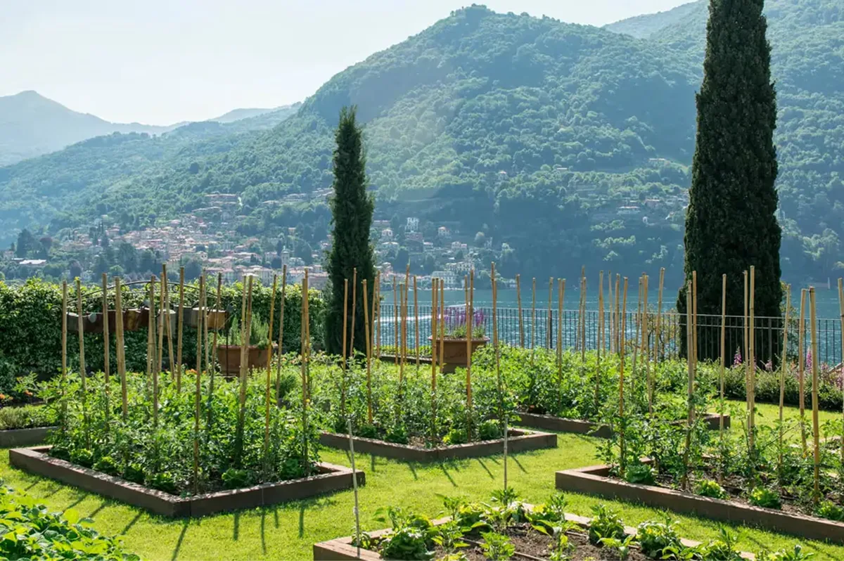 Vegetable gardens with tall cypress, wire structures, and lake view