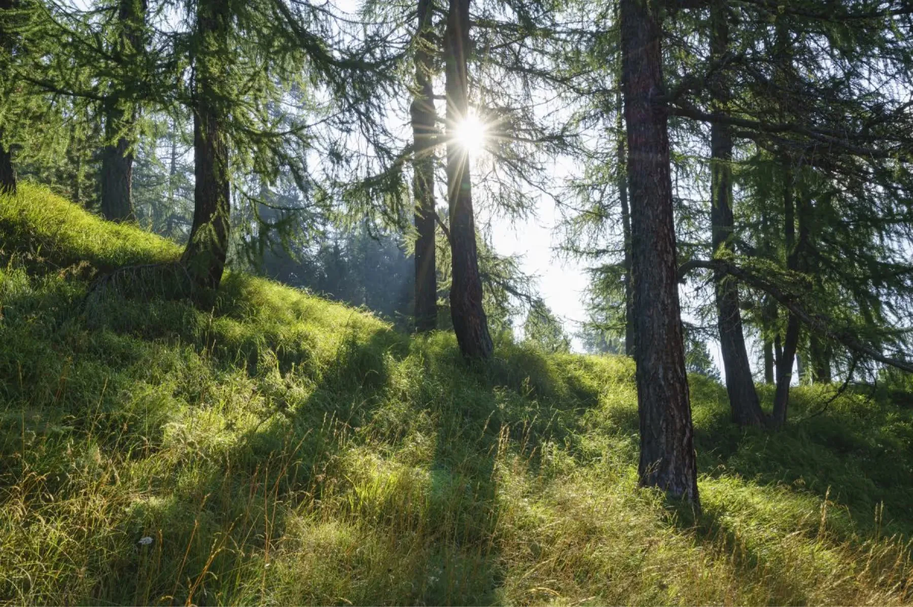 A sunlit forest trail lined with larch and fir trees, suitable for hiking and nature walks